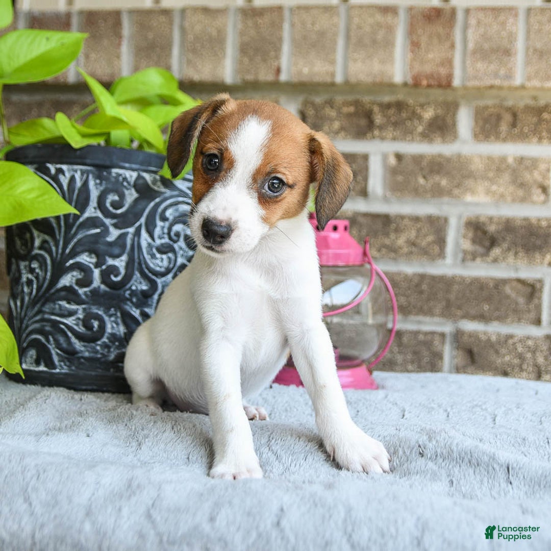 Jack Russell Terrier dogs for sale: Della - Image 3