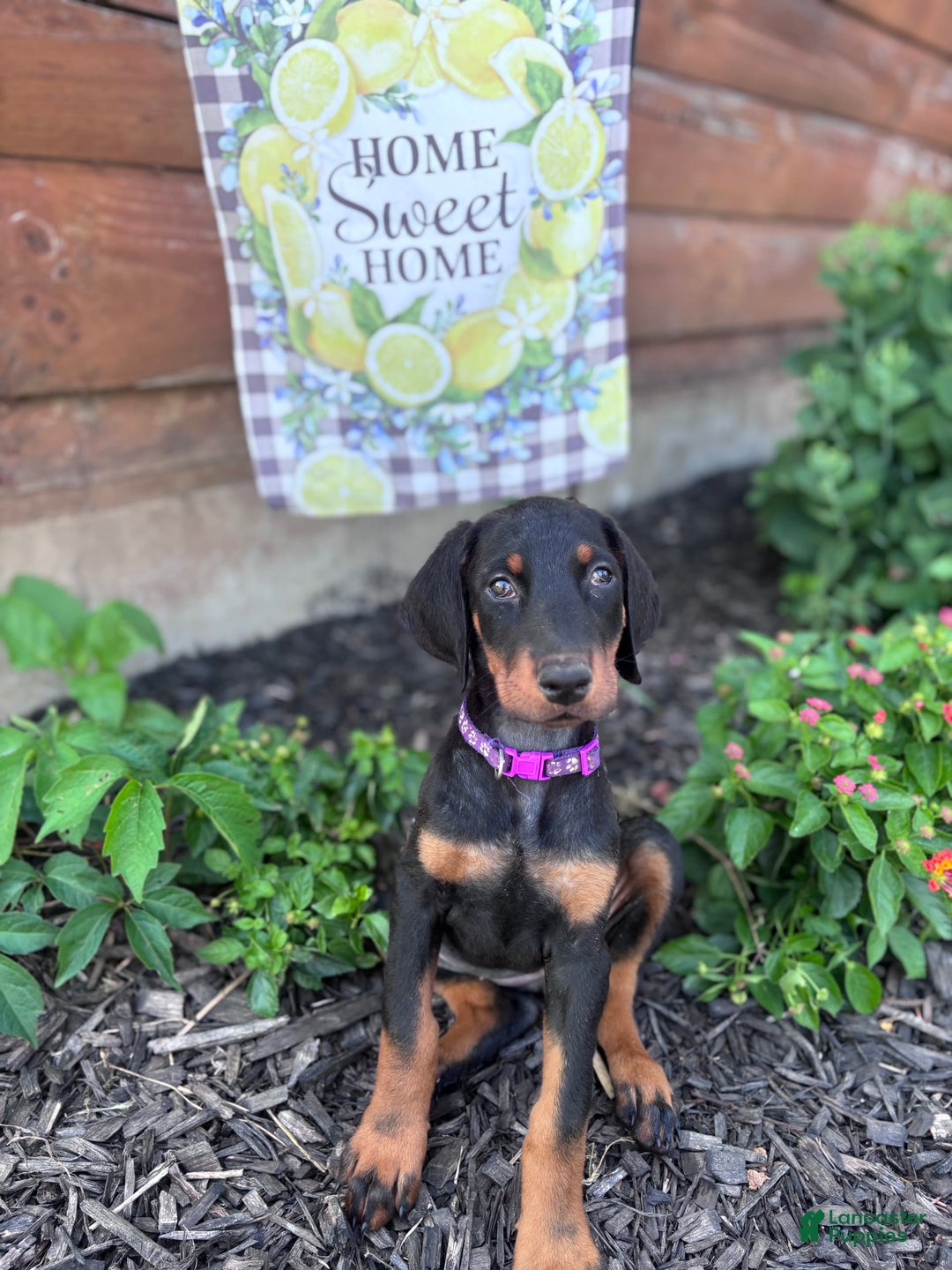 Doberman Pinscher dogs for sale: Annabelle Dad Is Health Tested - Image 7