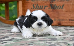 Shih Tzu dogs for sale: Max - Image 3