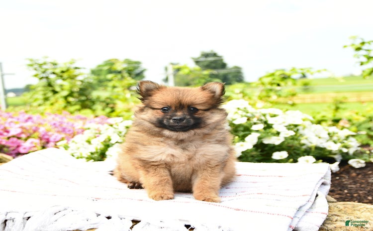 Pomeranian dogs - Advert 7