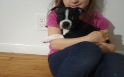 Boston Terrier dogs for sale: Jax - Image 3