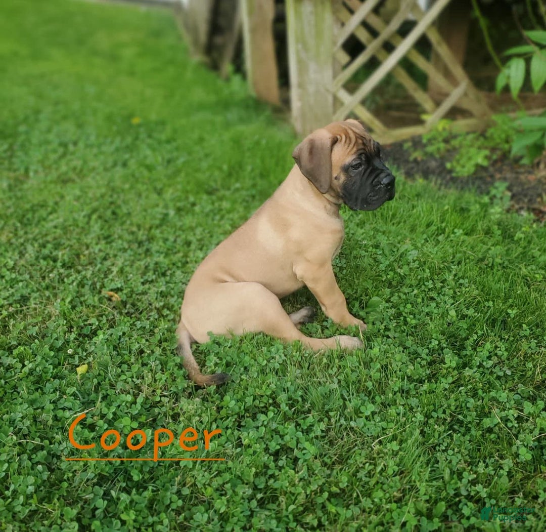 Bullmastiff dogs for sale: Cooper - Image 2