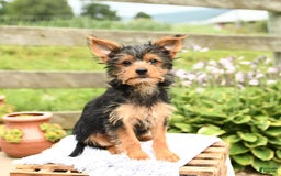 Yorkshire Terrier dogs for sale: Chester - Image 2