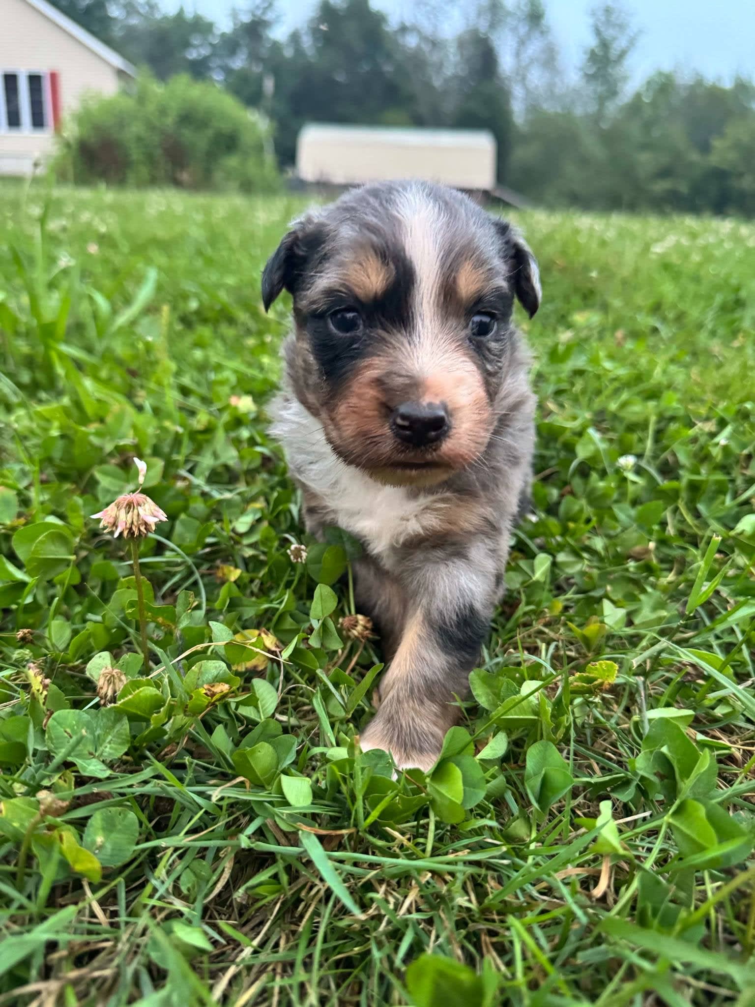 Australian Shepherd dogs for sale: Australian Shepherd 4 puppies - Image 7