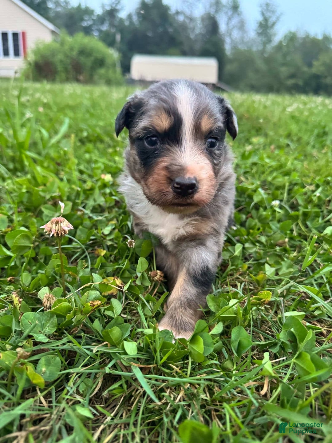 Australian Shepherd dogs for sale: Australian Shepherd 4 puppies - Image 7
