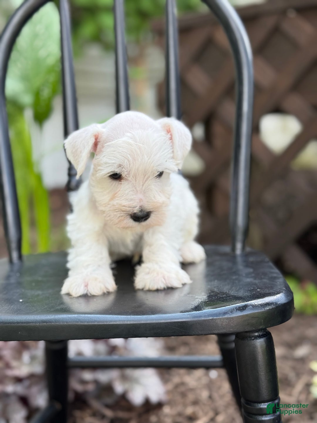 Miniature Schnauzer dogs for sale: Tucker - Image 5