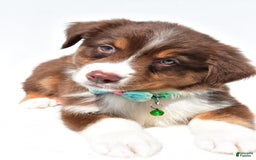 Australian Shepherd dogs for sale: Kody - Image 7