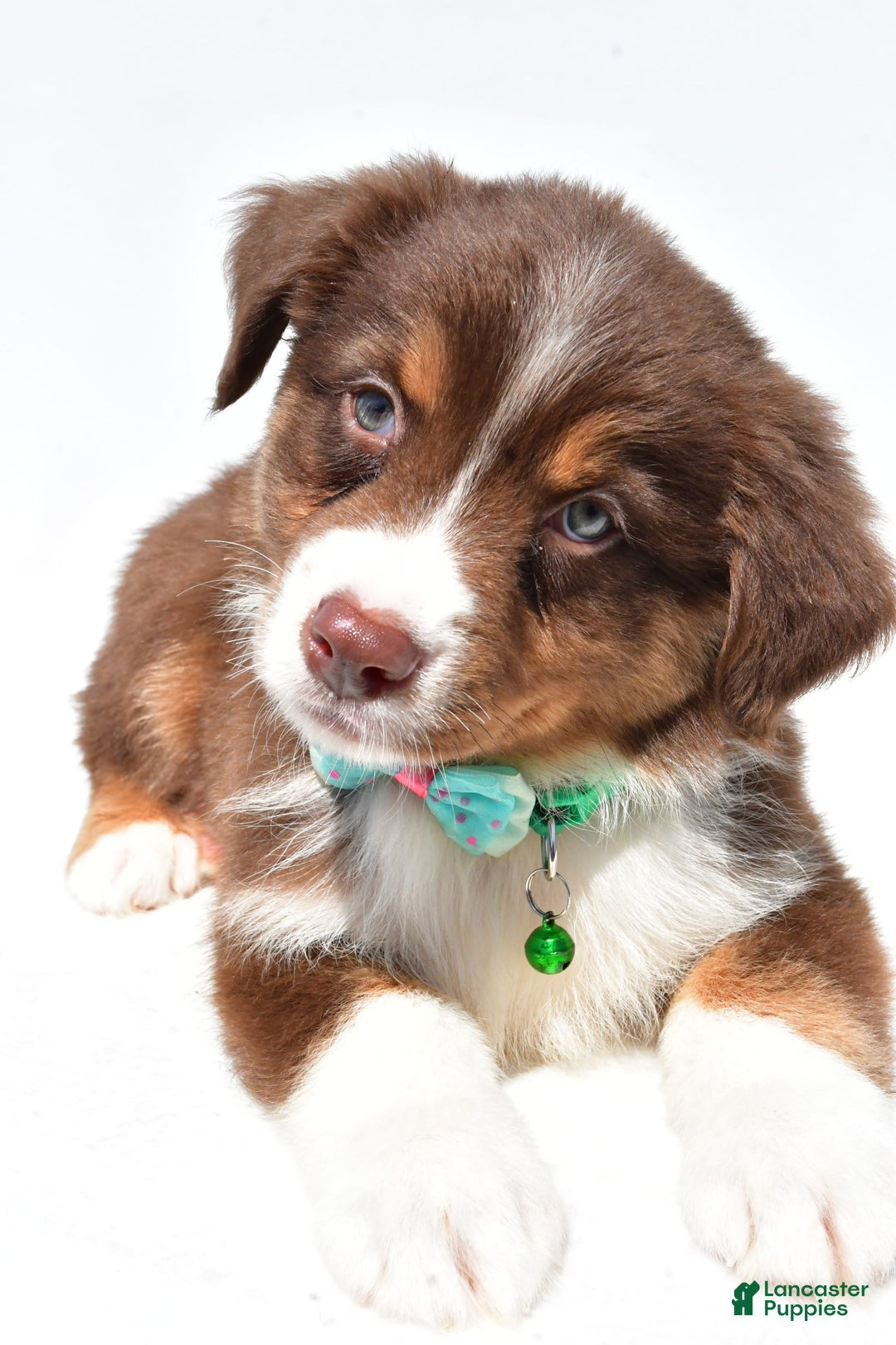 Australian Shepherd dogs for sale: Kody - Image 7