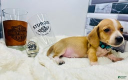 Miniature Dachshund dogs for sale: Jesse - Image 2