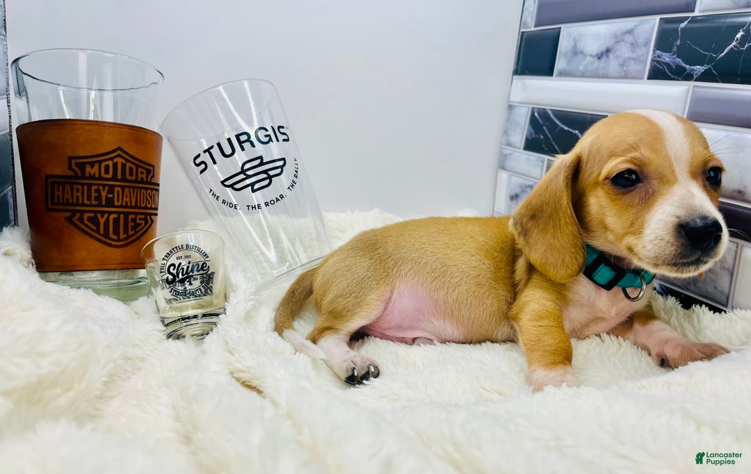 Miniature Dachshund dogs for sale: Jesse - Image 2