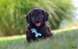 Miniature Dachshund dogs for sale: Marochino - Image 9