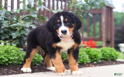 Bernese Mountain Dog dogs for sale: Katy - Image 10