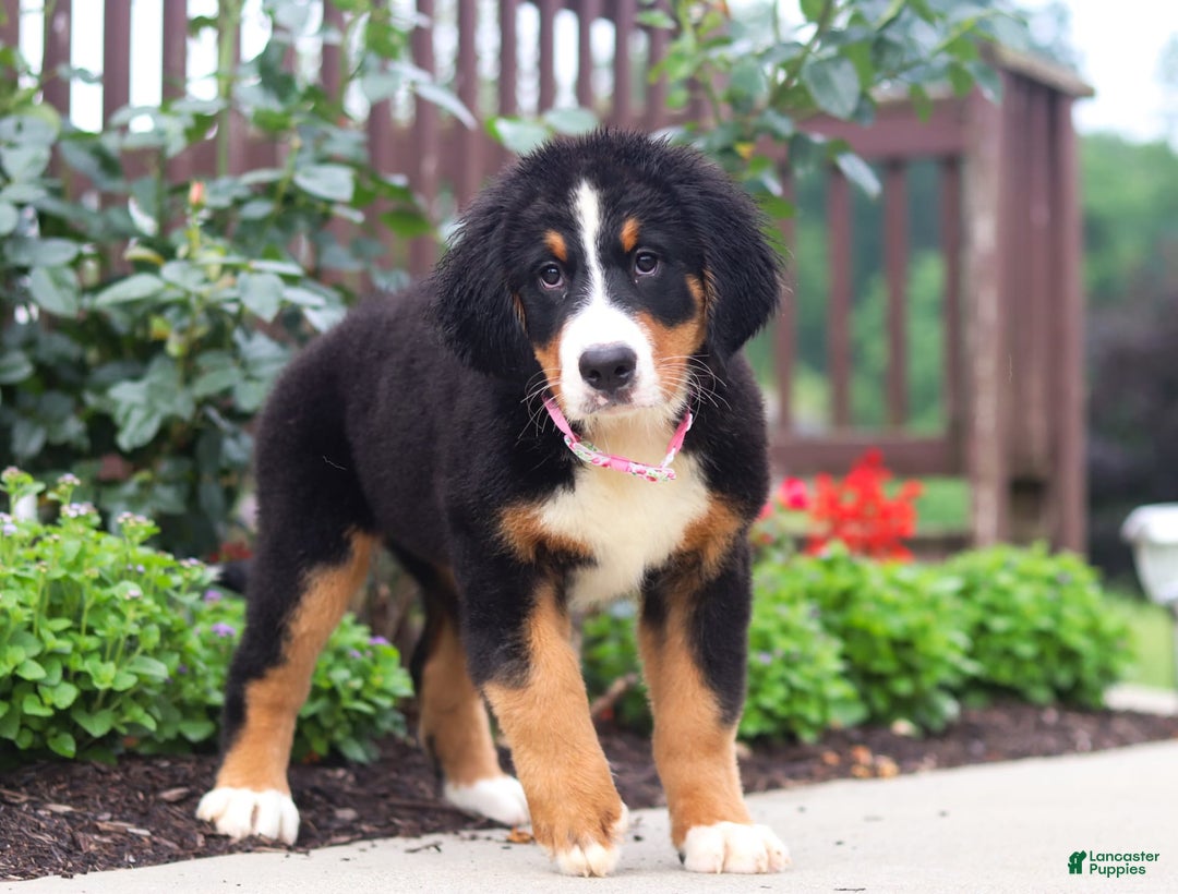Bernese Mountain Dog dogs for sale: Katy - Image 10