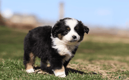 Miniature Australian Shepherd dogs for sale: Eisenhower - Image 16