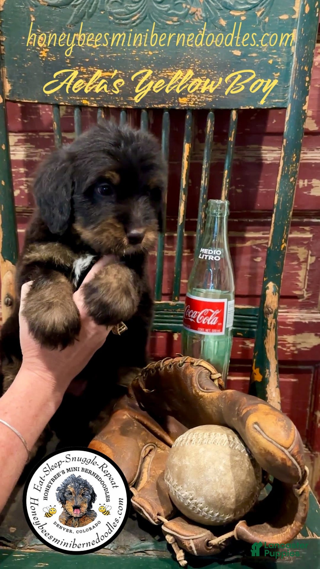 Mini Bernedoodle dogs for sale: Aelas Yellow Boy - Image 20