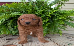 Mini Goldendoodle dogs for sale: Mini -coner - Image 37