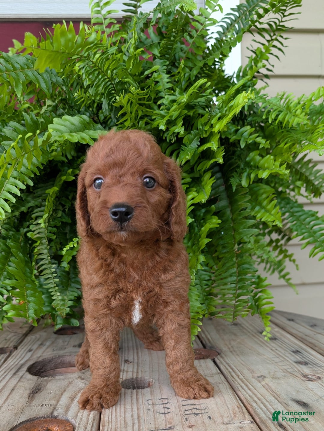 Mini Goldendoodle dogs for sale: Mini -coner - Image 37