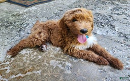 Labradoodle dogs for sale: Teddy - Image 4