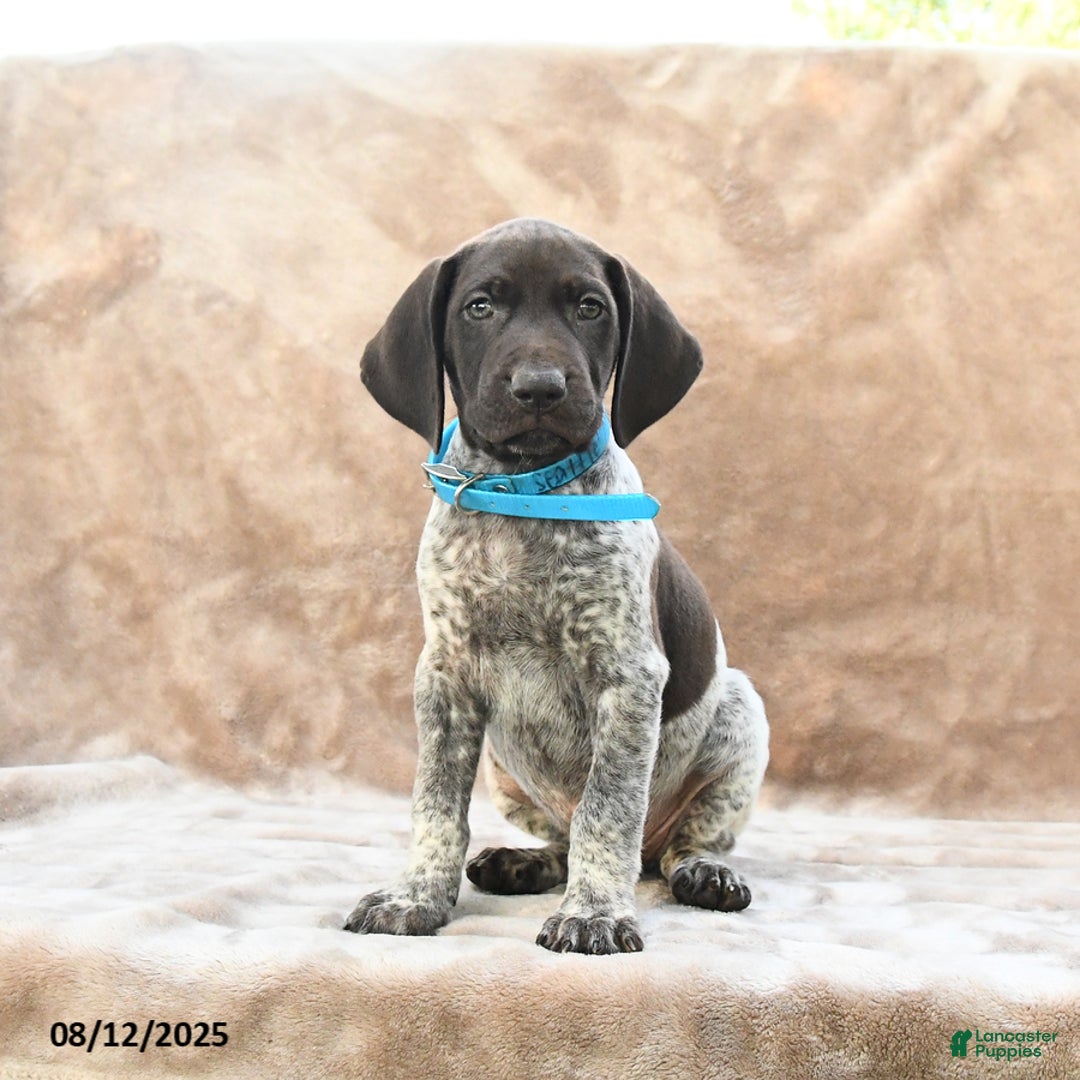 German Shorthaired Pointer dogs for sale: Seattle - Image 1