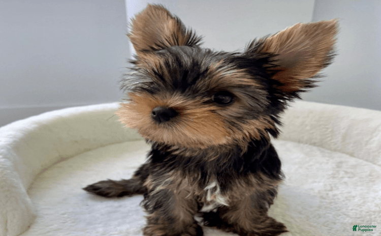 Yorkshire Terrier dogs for sale - Ad 2