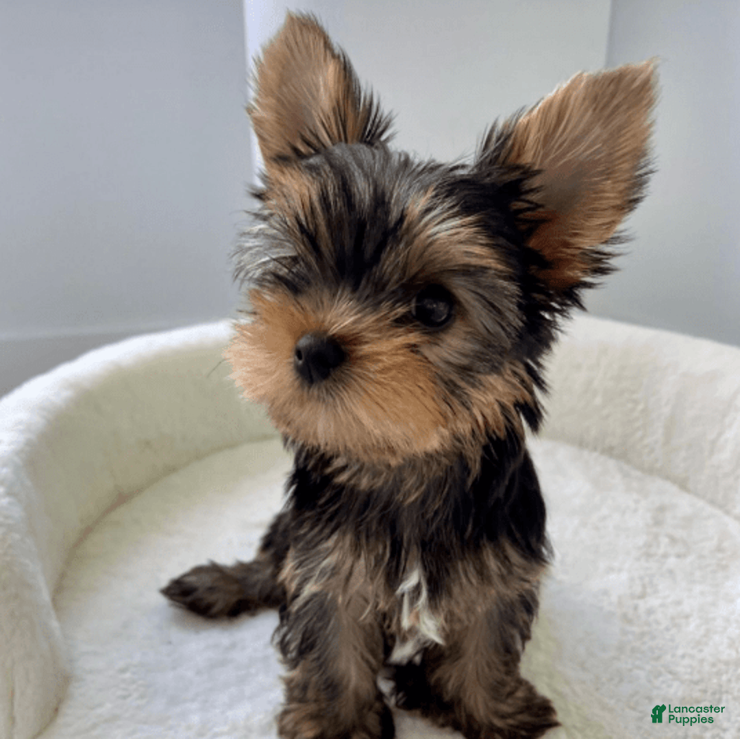 Yorkshire Terrier dogs for sale: Olive - Image 1