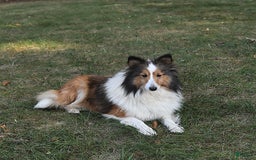 Shetland Sheepdog dogs for sale: Tommy - Image 11