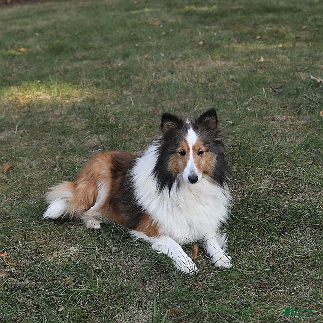 Shetland Sheepdog dogs for sale: Tommy - Image 11