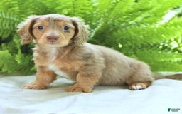 Miniature Dachshund dogs for sale: Conner - Image 5