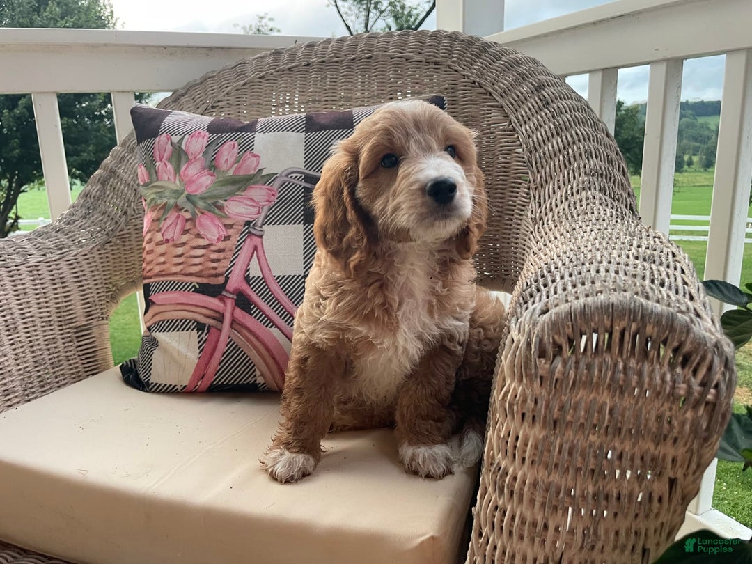 Mini Goldendoodle dogs for sale: Nacho - Image 10
