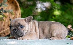 French Bulldog dogs for sale: Margo - Image 5