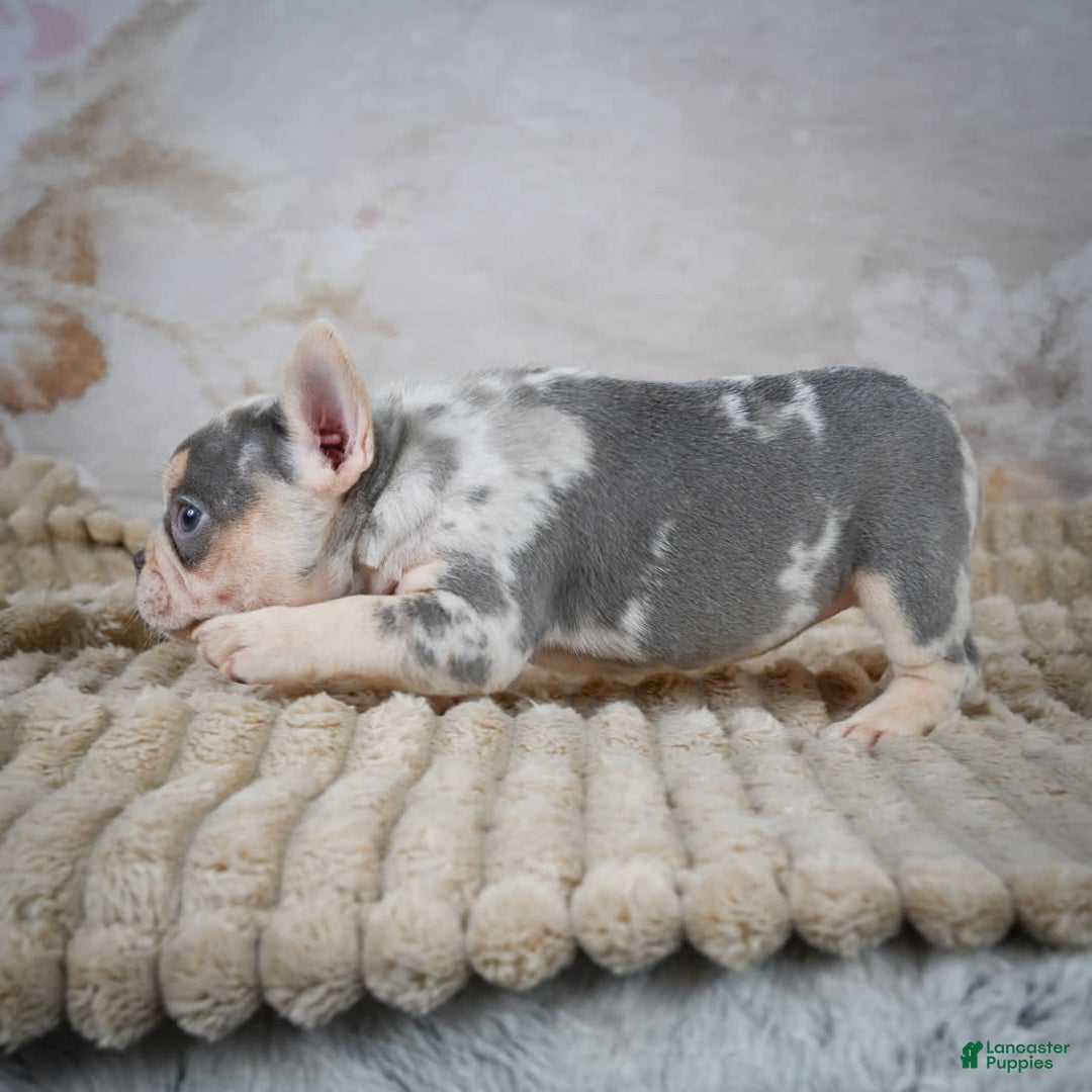 French Bulldog dogs for sale: Remi - Image 6