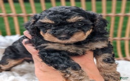 Miniature Poodle dogs for sale: Shadow - Image 5