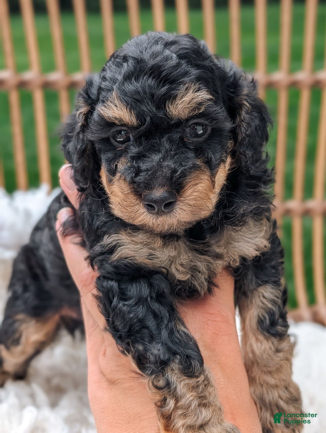 Miniature Poodle dogs for sale: Shadow - Image 5