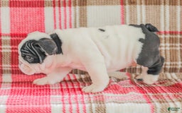 English Bulldog dogs for sale: Max - Image 7