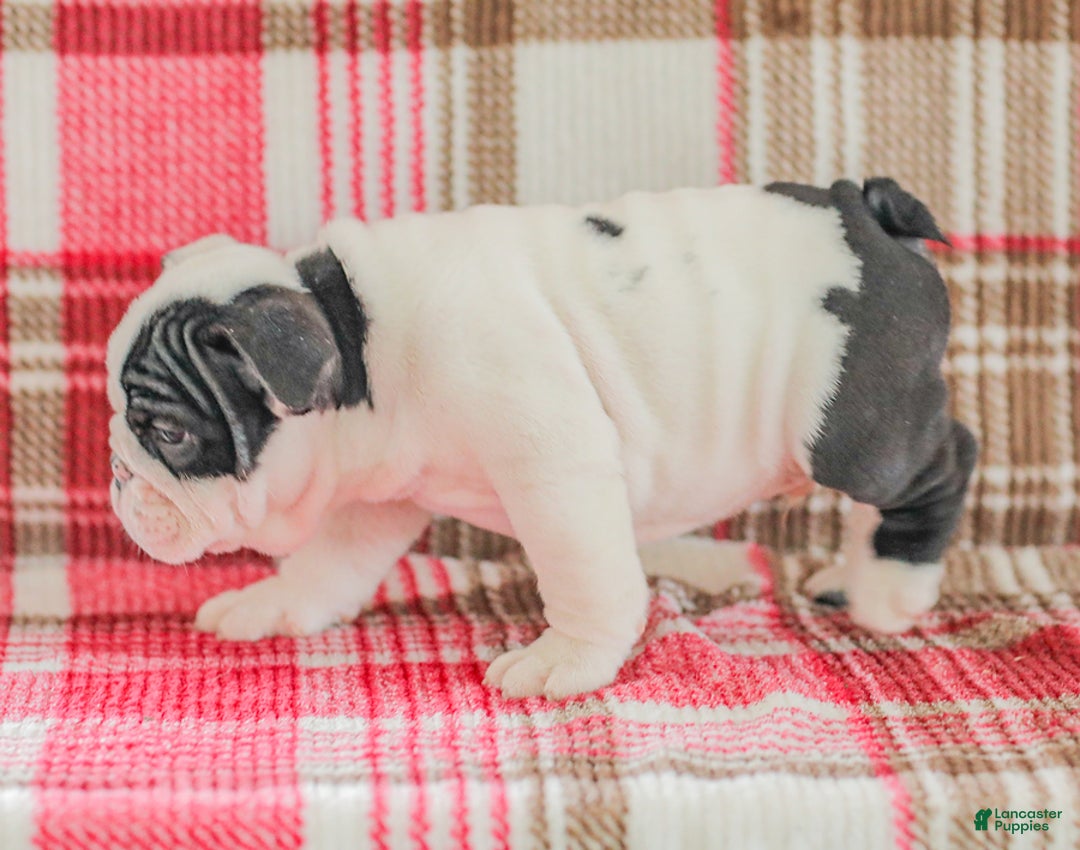 English Bulldog dogs for sale: Max - Image 7