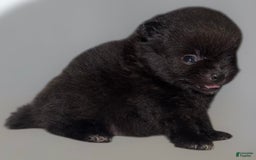 Pomeranian dogs for sale: Jet - Image 6