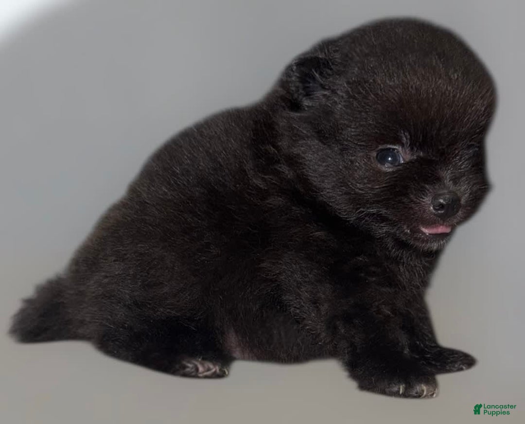 Pomeranian dogs for sale: Jet - Image 6