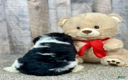Cavapoo dogs for sale: Baxter - Image 12