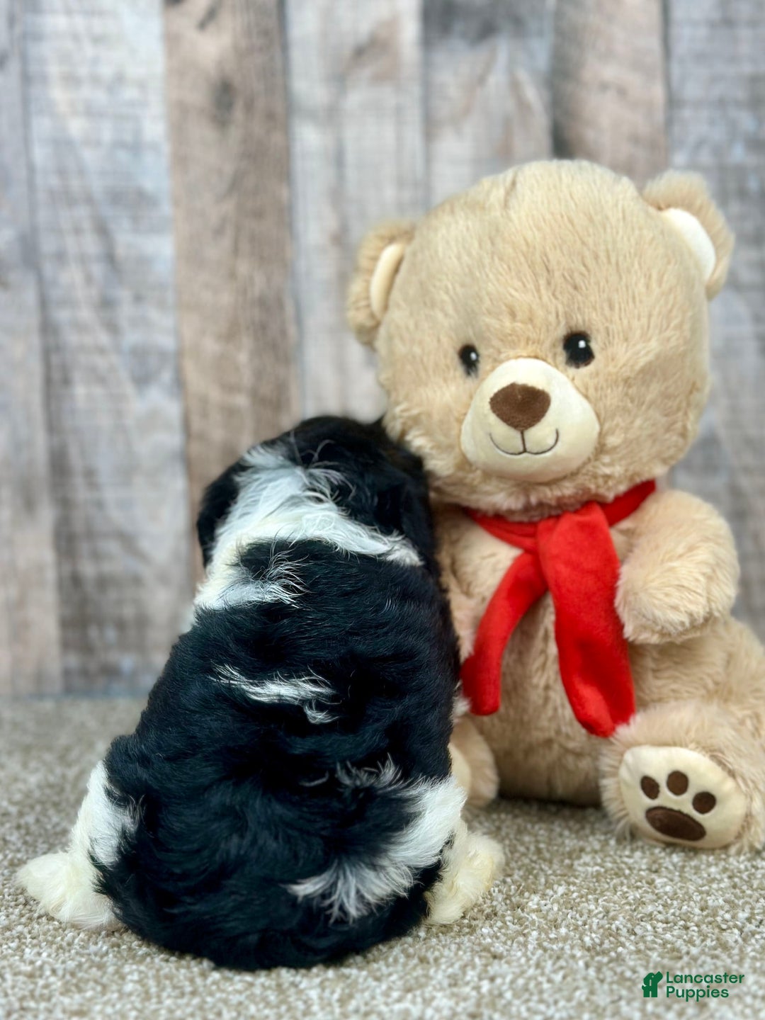 Cavapoo dogs for sale: Baxter - Image 12
