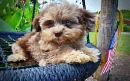 Havapoo dogs for sale: Dixie - Image 12