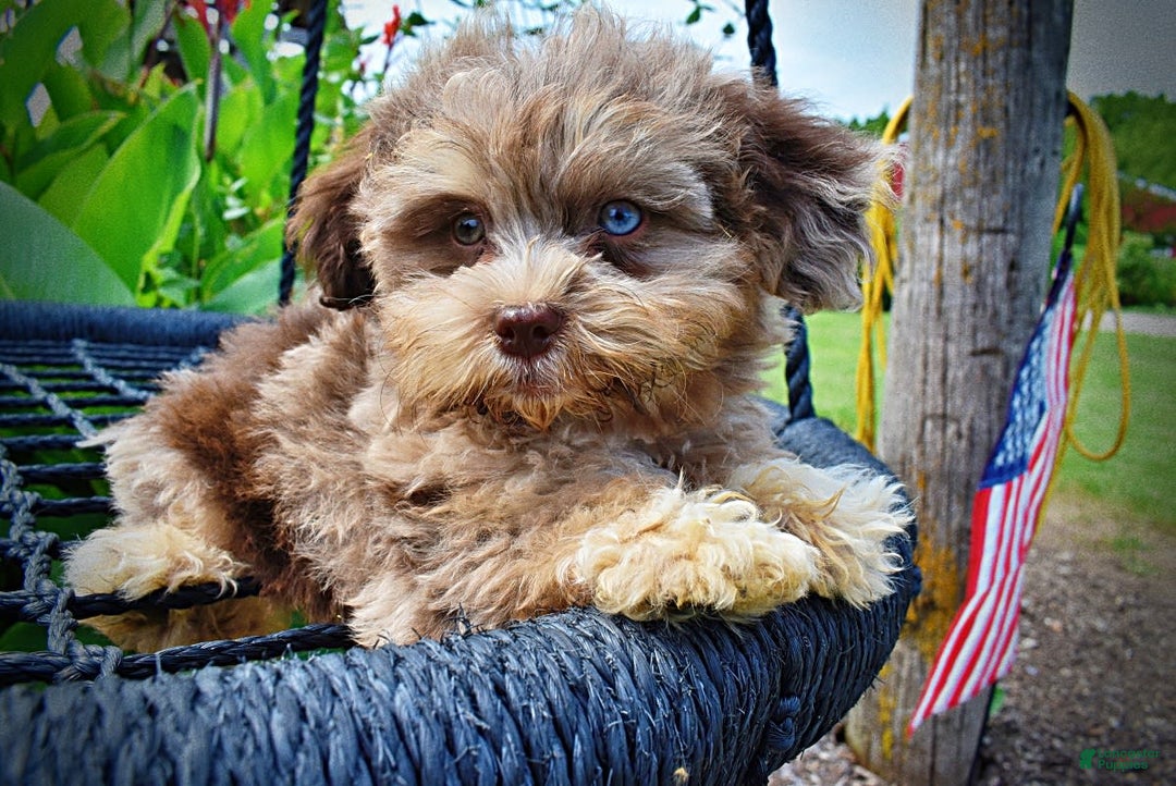 Havapoo dogs for sale: Dixie - Image 12