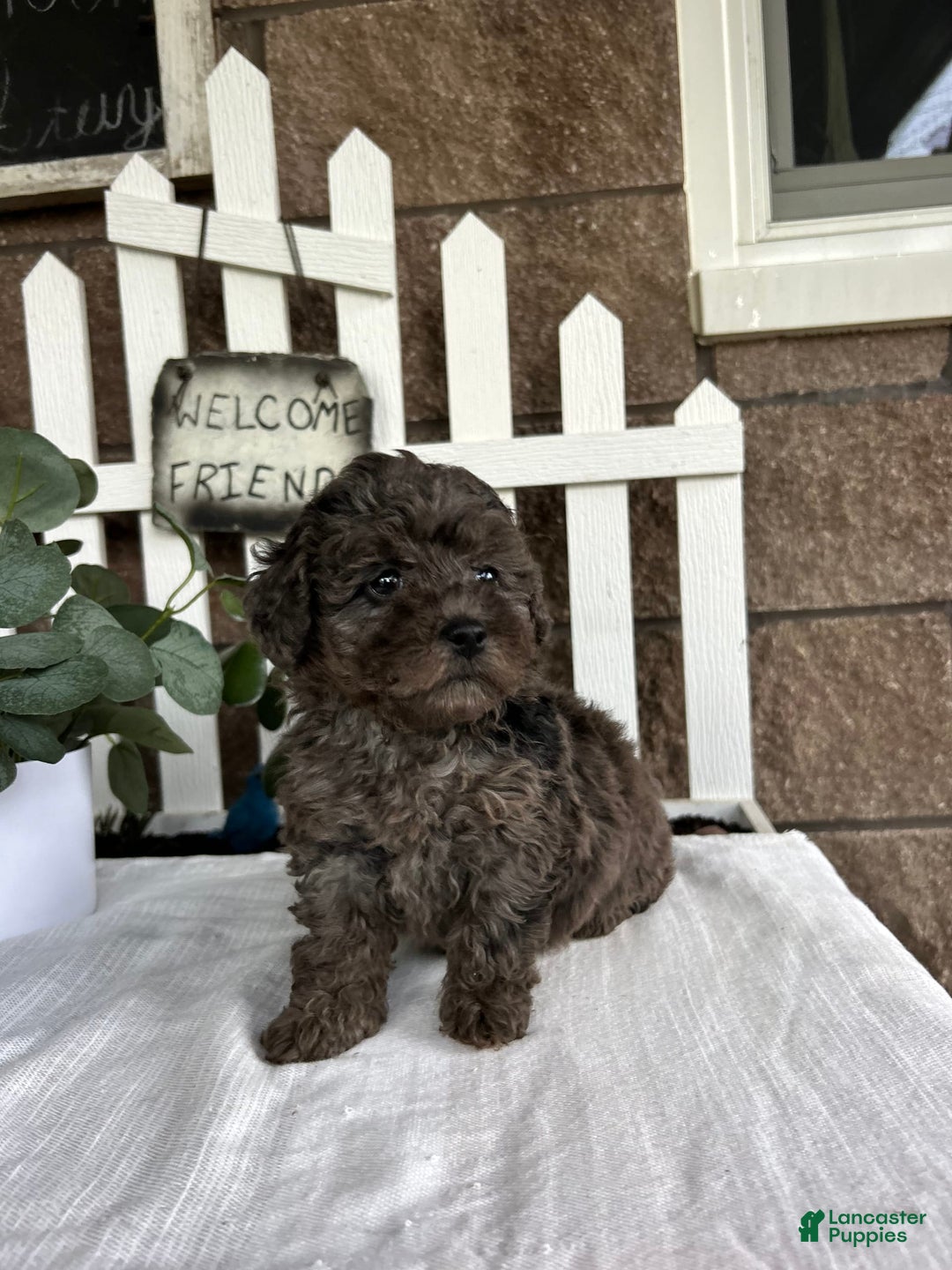 Miniature Poodle dogs for sale: Gianna - Image 5
