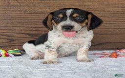 Beagle dogs for sale: Riley - Image 4