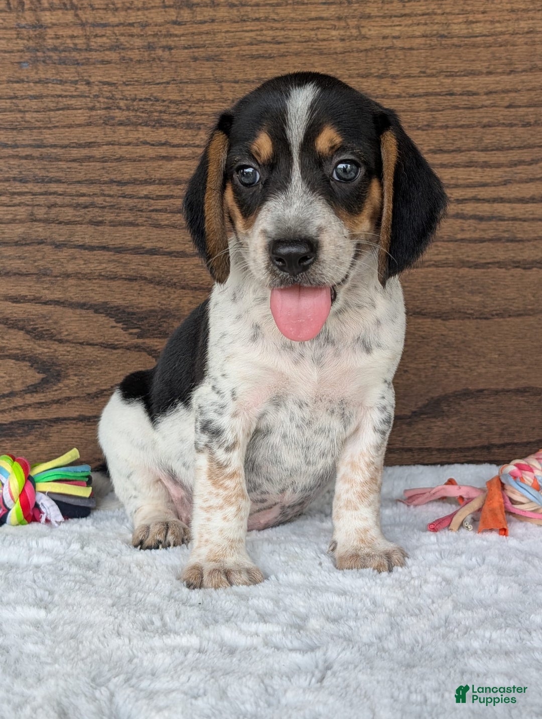 Beagle dogs for sale: Riley - Image 4