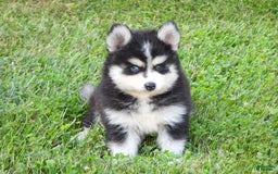 Pomsky dogs for sale: Charlie - Image 5