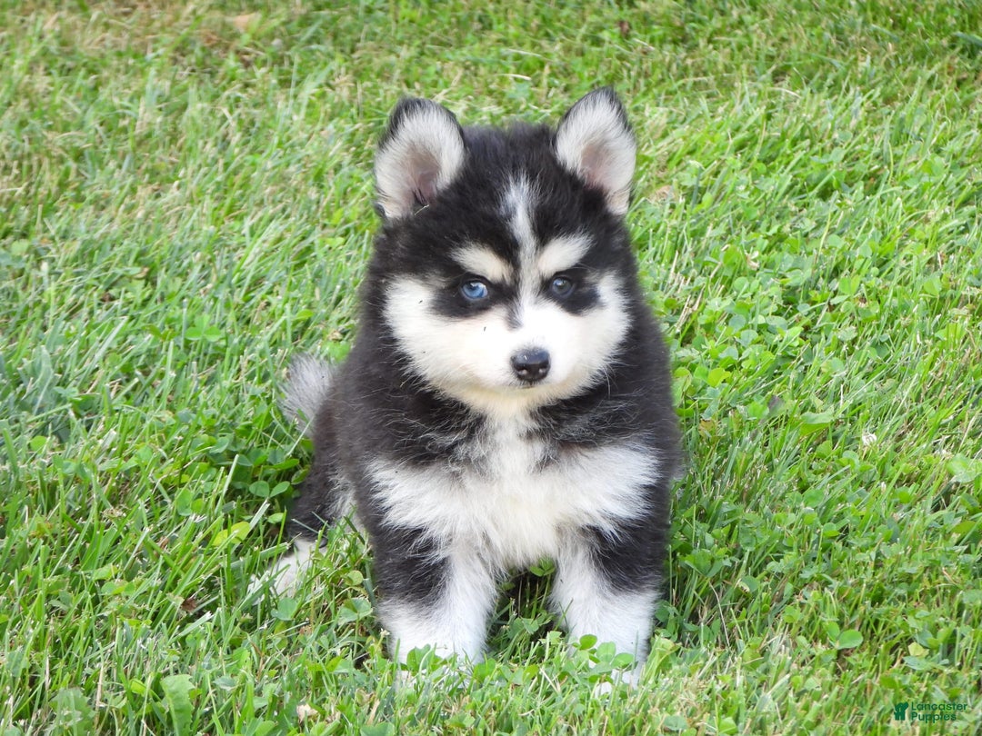 Pomsky dogs for sale: Charlie - Image 5