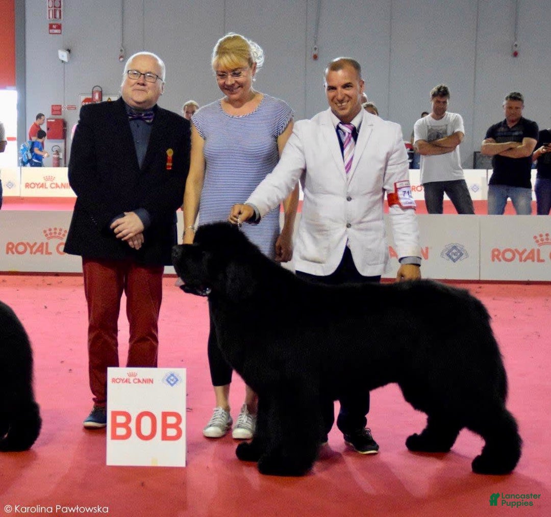 Newfoundland dogs for sale: Dee - Image 8
