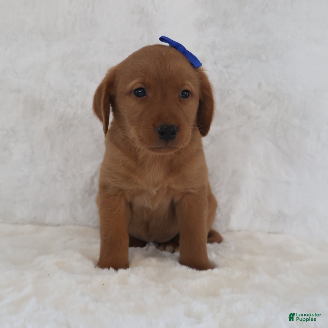 Labrador Retriever dogs for sale: Labrador Retriever 6 puppies - Image 1