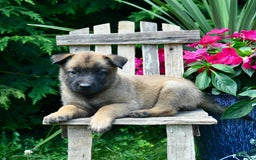 Belgian Malinois dogs for sale: Belgian Malinois 9 puppies - Image 25