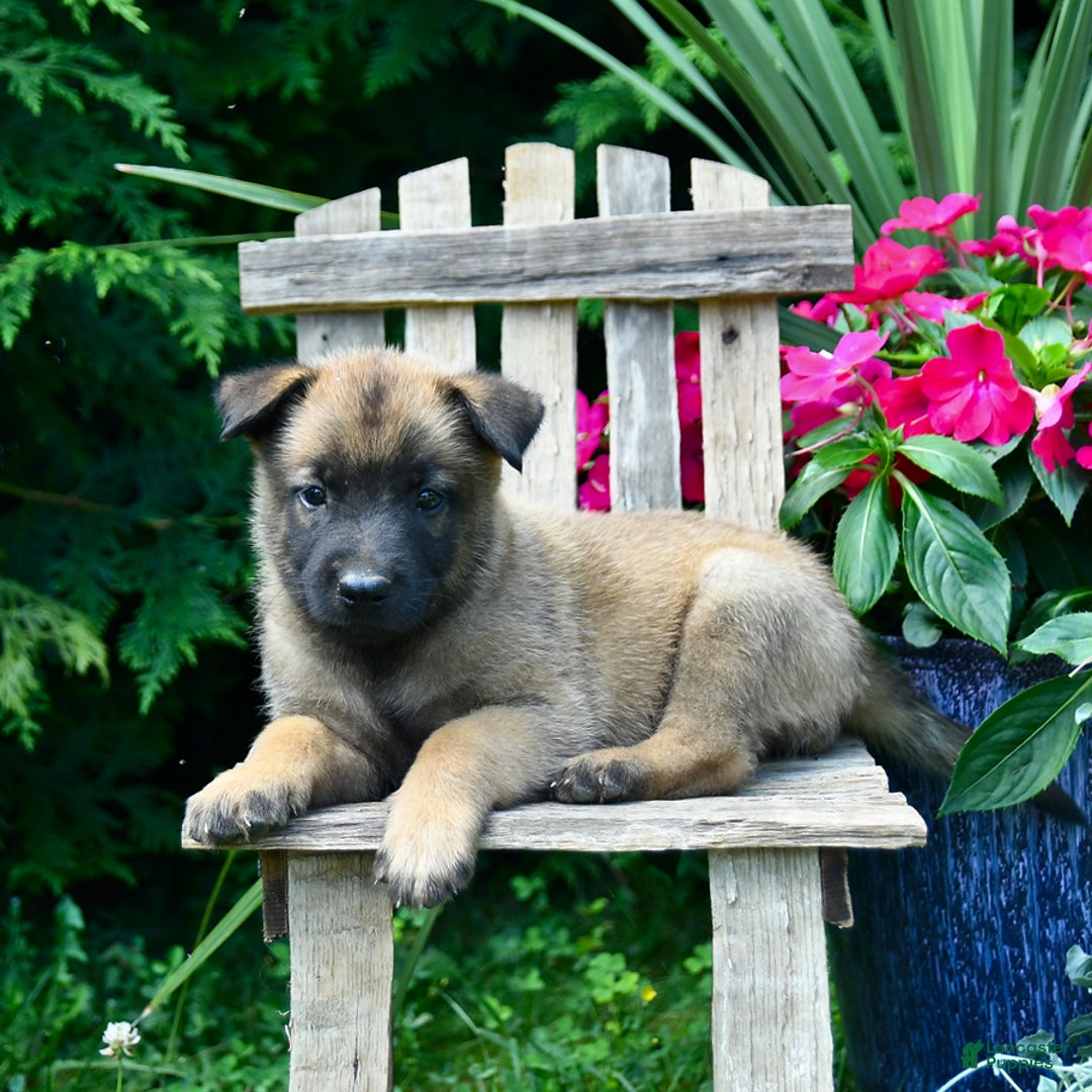 Belgian Malinois dogs for sale: Belgian Malinois 9 puppies - Image 25